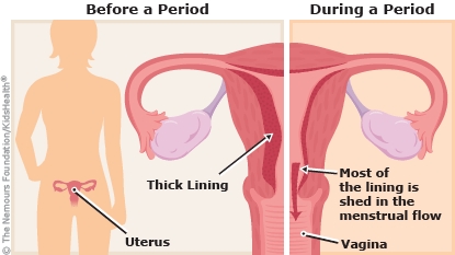 menstrual a enIL